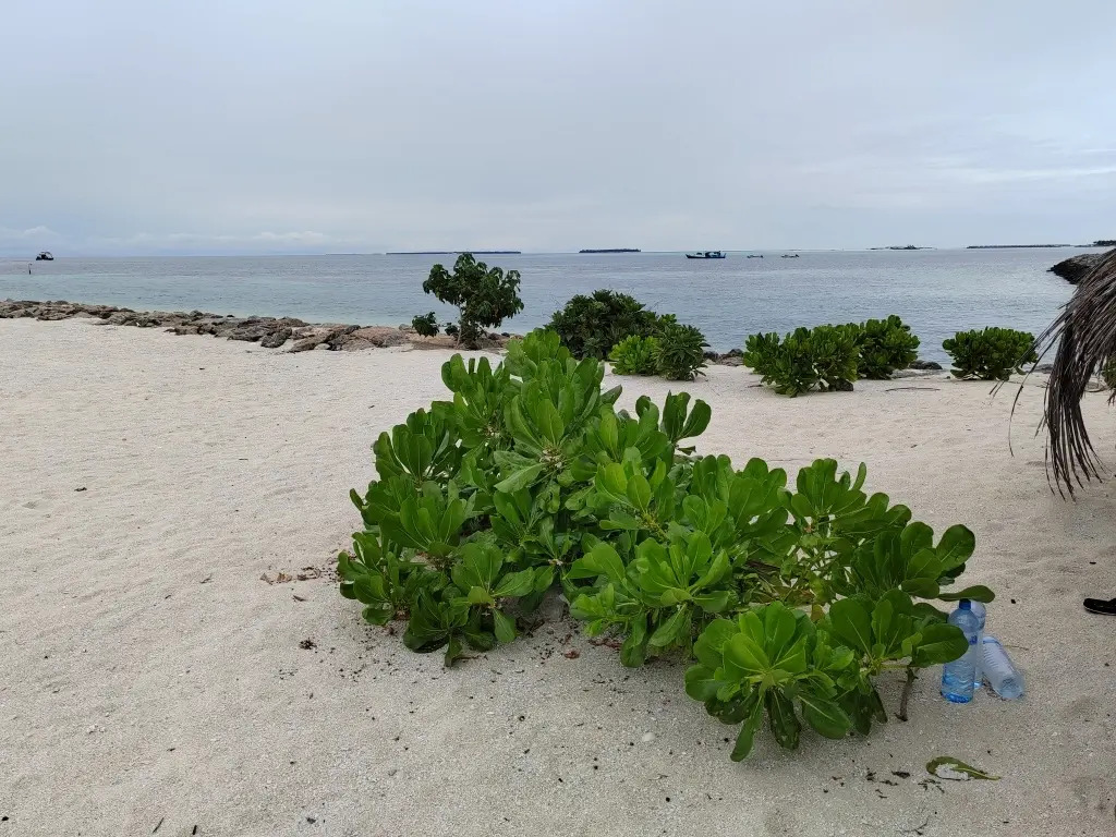 Атолл Баа: Vinavi in Thulhaadhoo