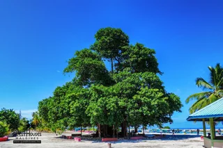 Атолл Алиф-Алиф: Гостевой Дом Feridhoo Inn