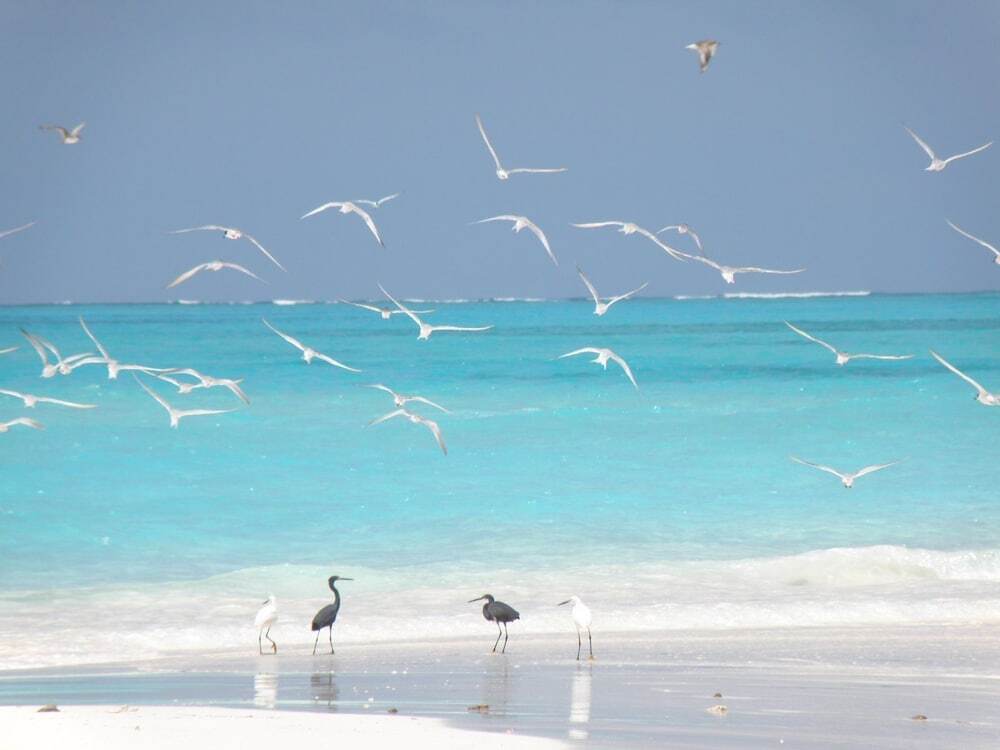 Coral Cove Maldives — фото 5