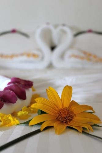 Атолл Алиф-Алиф: Shifa Lodge