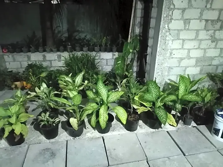 Атолл Адду: The Rose Garden House