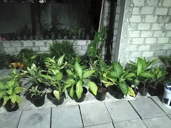 Атолл Адду: The Rose Garden House