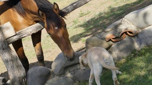 Тбилиси: Georgios Ranch