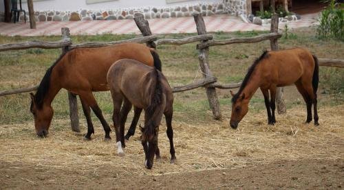 Тбилиси: Georgios Ranch