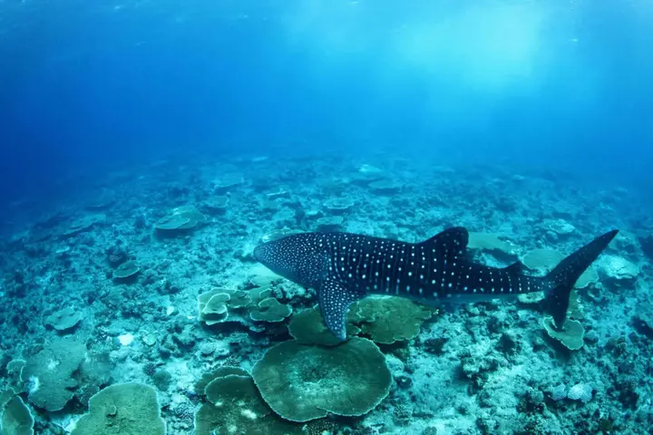 Атолл Алиф-Дхаалу: Whale Shark Inn Maldives