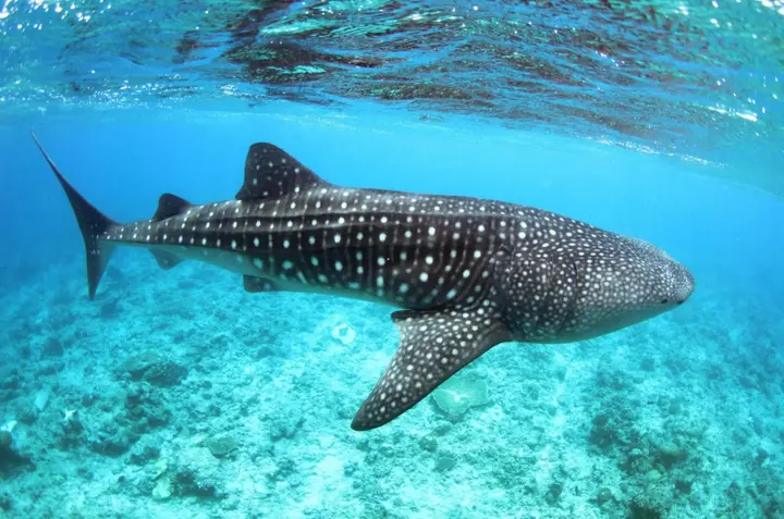 Атолл Алиф-Дхаалу: Whale Shark Inn Maldives