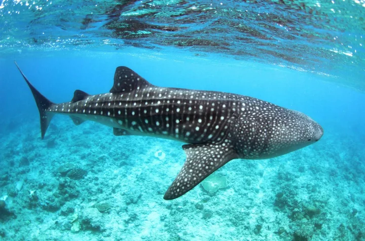 Атолл Алиф-Дхаалу: Whale Shark Inn Maldives