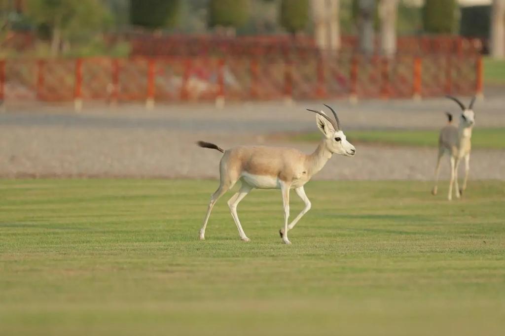 Абу-Даби: Al Maya Island & Resort
