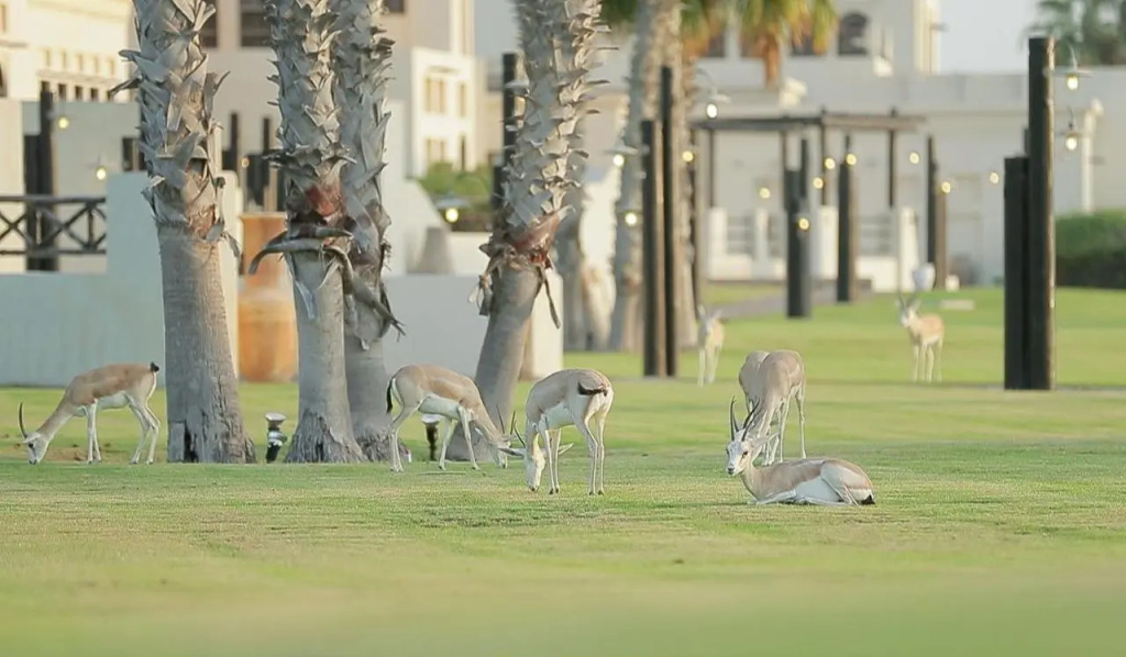 Абу-Даби: Al Maya Island & Resort