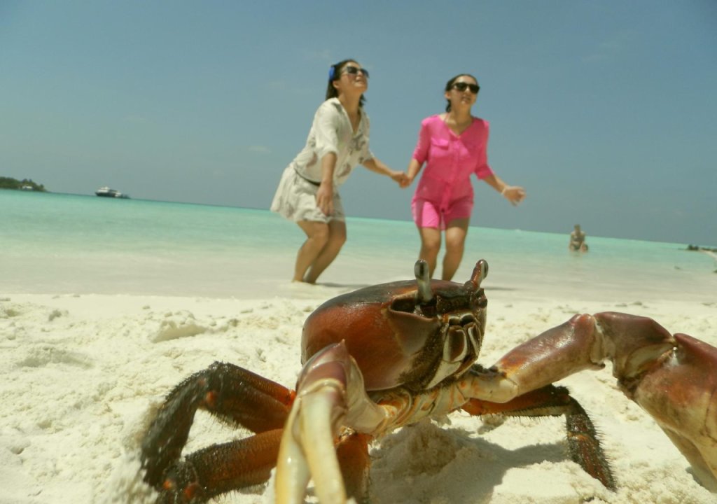 Атолл Алиф-Алиф: Rasreef Rasdhoo Maldives