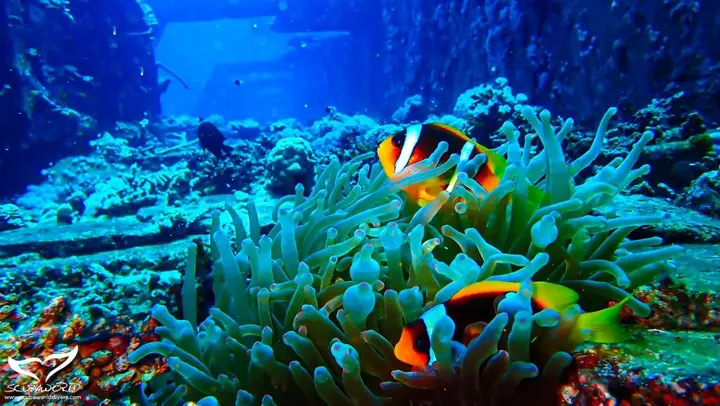 Хургада: Movenpick Resort Soma Bay