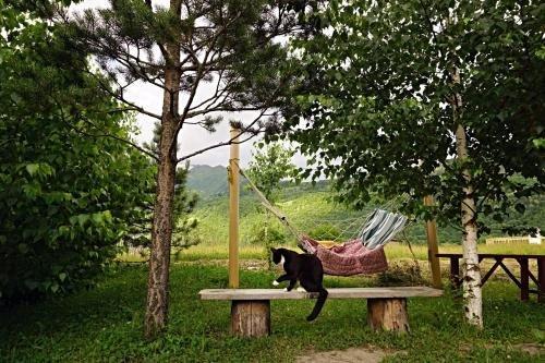 Местиа: Guest House Arina