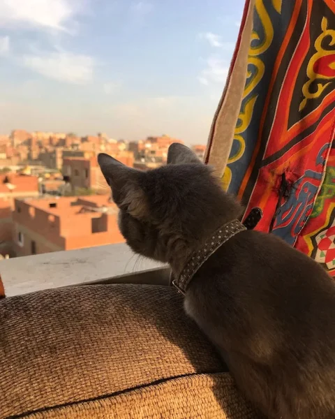 Гиза: Pyramids Loft Homestay