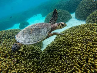 Атолл Алиф-Алиф: Гостевой Дом Holiday Grand Maldives