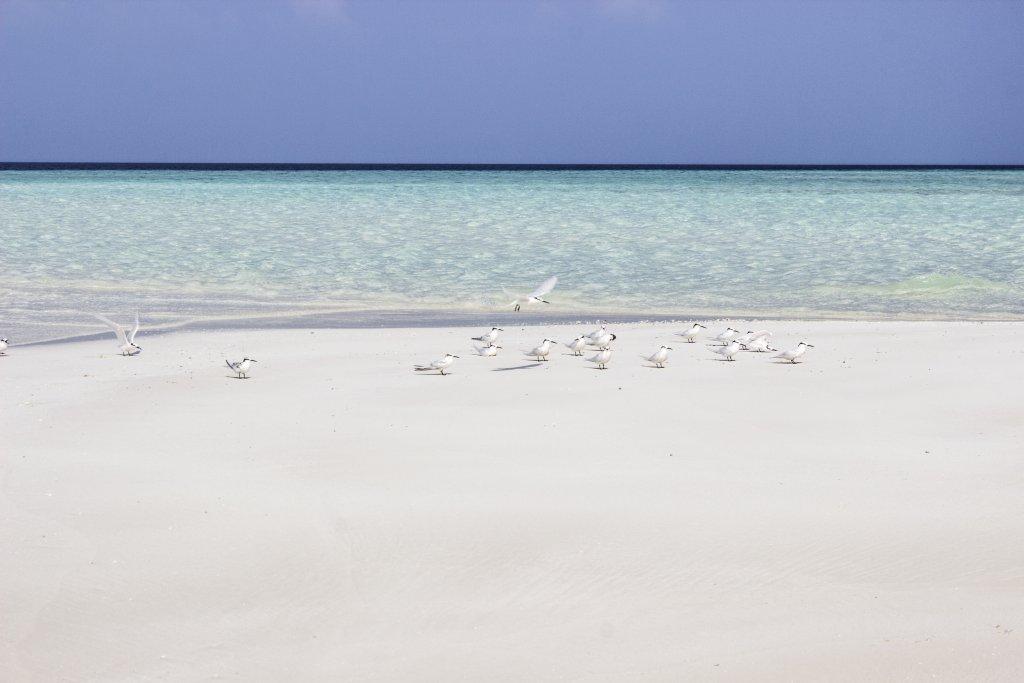 Гостевой Дом Holiday Grand Maldives — фото 2