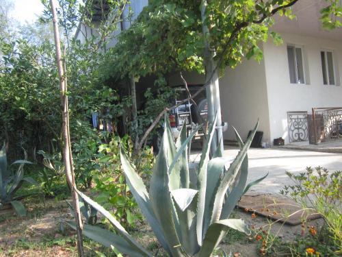 Кутаиси: Hostel Ukimerioni