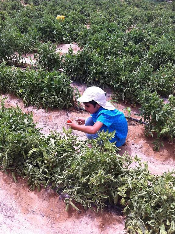 Нувейба: Habiba Organic Farm