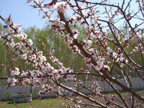Брест: Homestay Polotskaya