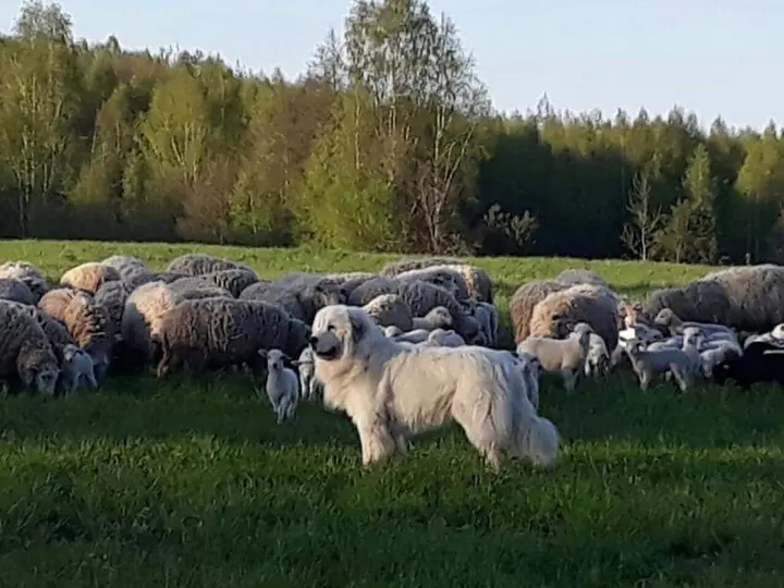Браслав: Rancho Khutor Yodishki