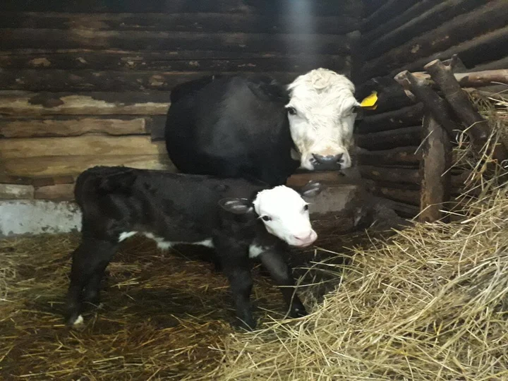 Браслав: Rancho Khutor Yodishki