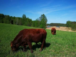 Браслав: Rancho Khutor Yodishki