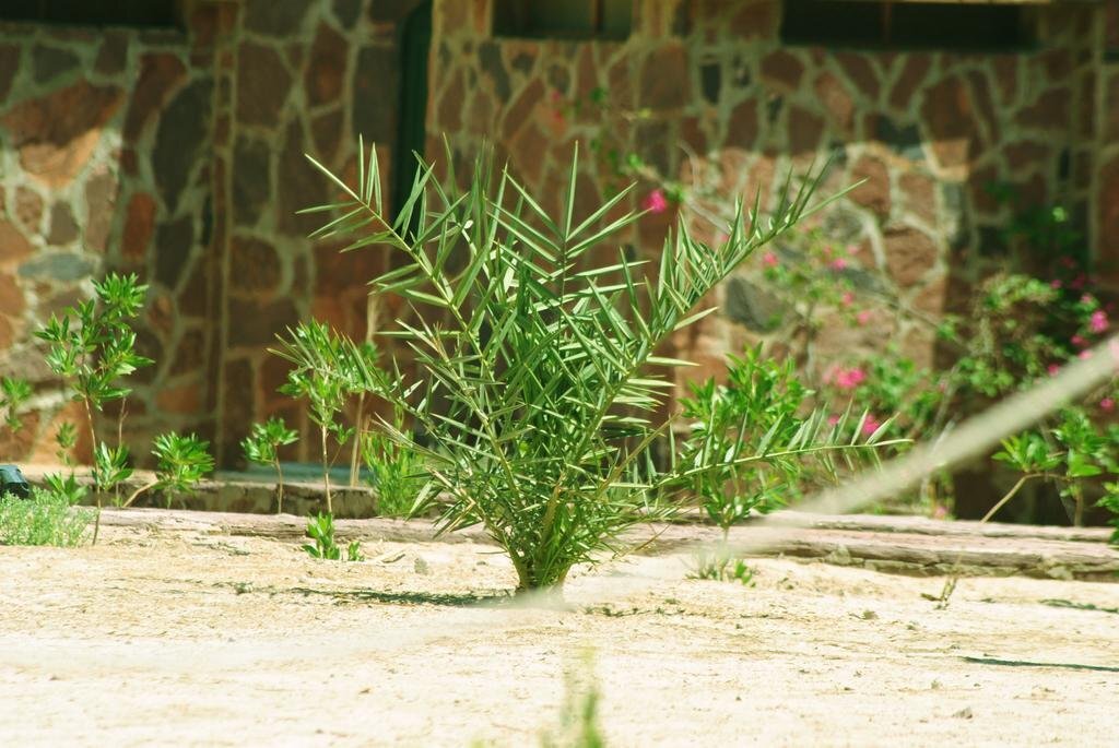 Таба: Safari Beach Nuweiba