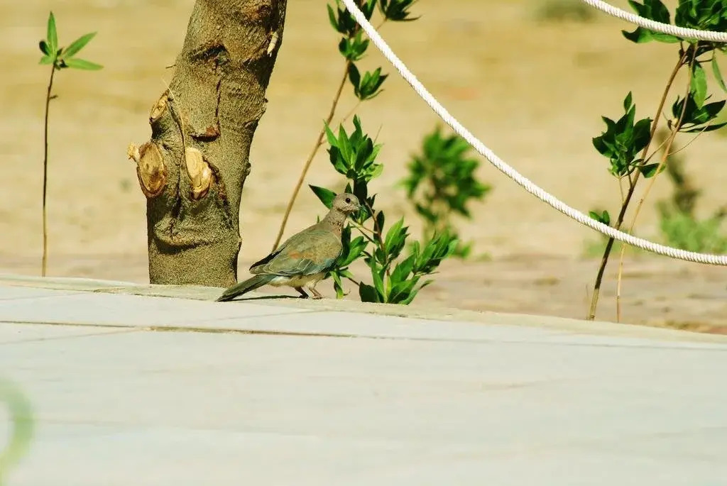 Таба: Safari Beach Nuweiba