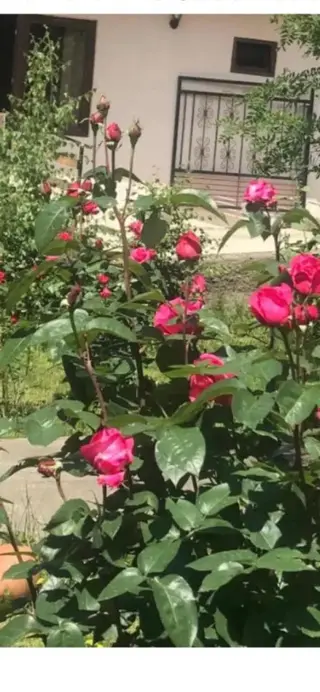 Степанцминда: Soso Burduli's Guesthouse