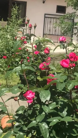 Степанцминда: Soso Burduli's Guesthouse