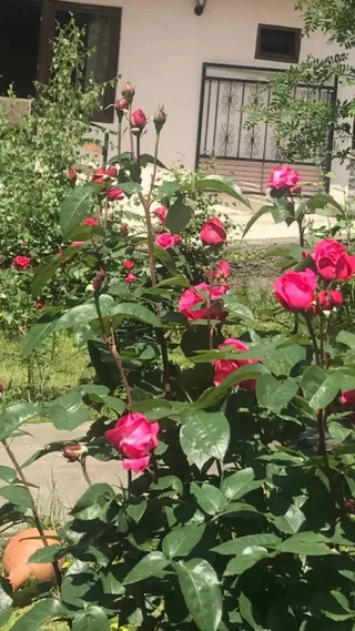 Степанцминда: Soso Burduli's Guesthouse