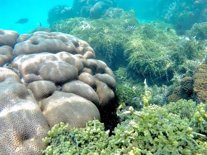Атолл Баа: White Lagoon Fehendhoo