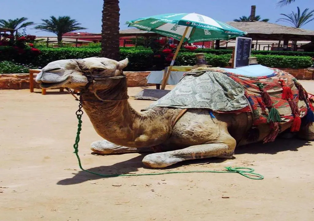 Хургада: Sharm El Naga Resort and Diving Center