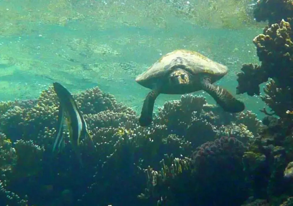 Хургада: Sharm El Naga Resort and Diving Center