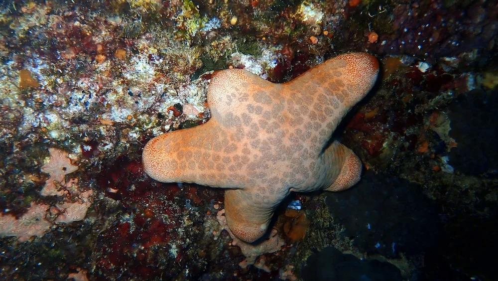 Атолл Адду: Sea Star Diving