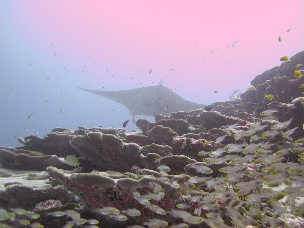 Атолл Адду: Sea Star Diving