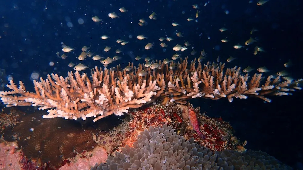 Атолл Адду: Sea Star Diving