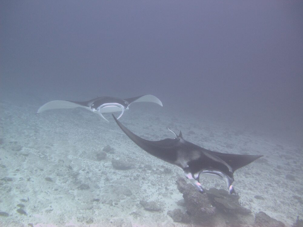 Атолл Адду: Sea Star Diving