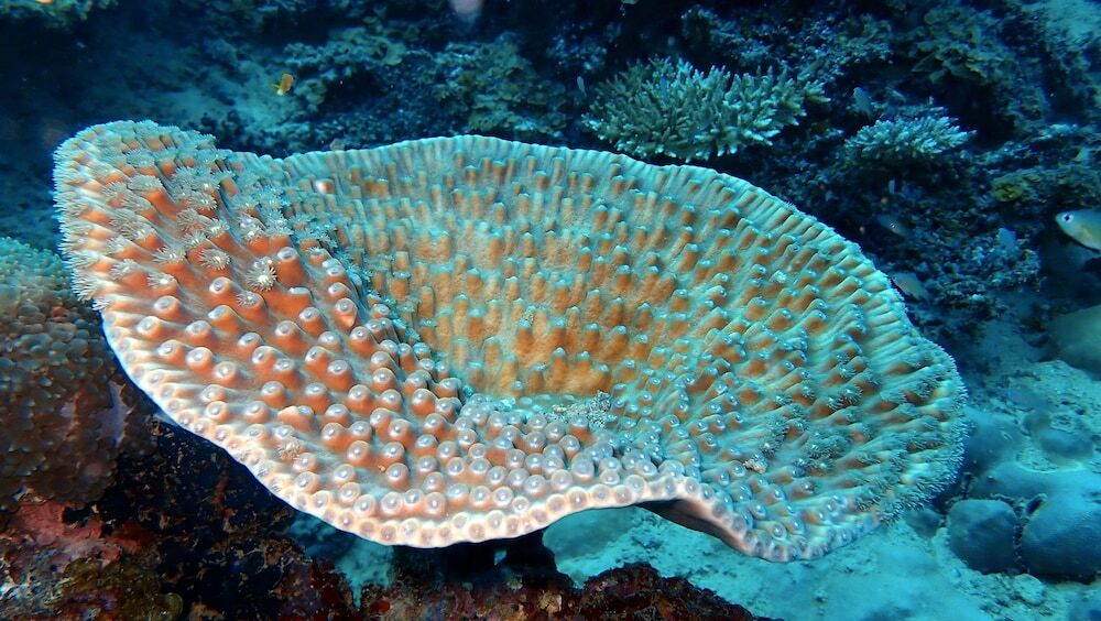 Атолл Адду: Sea Star Diving