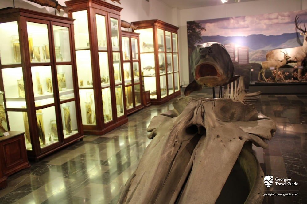 Тбилиси: Tribu Express Hotel