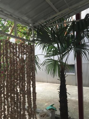 Кобулети: Guesthouse Kobuleti 2
