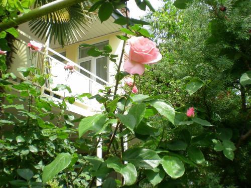 Лагодехи: House in Lagodekhi 1.7km f Lagodekhi Nature Reserve