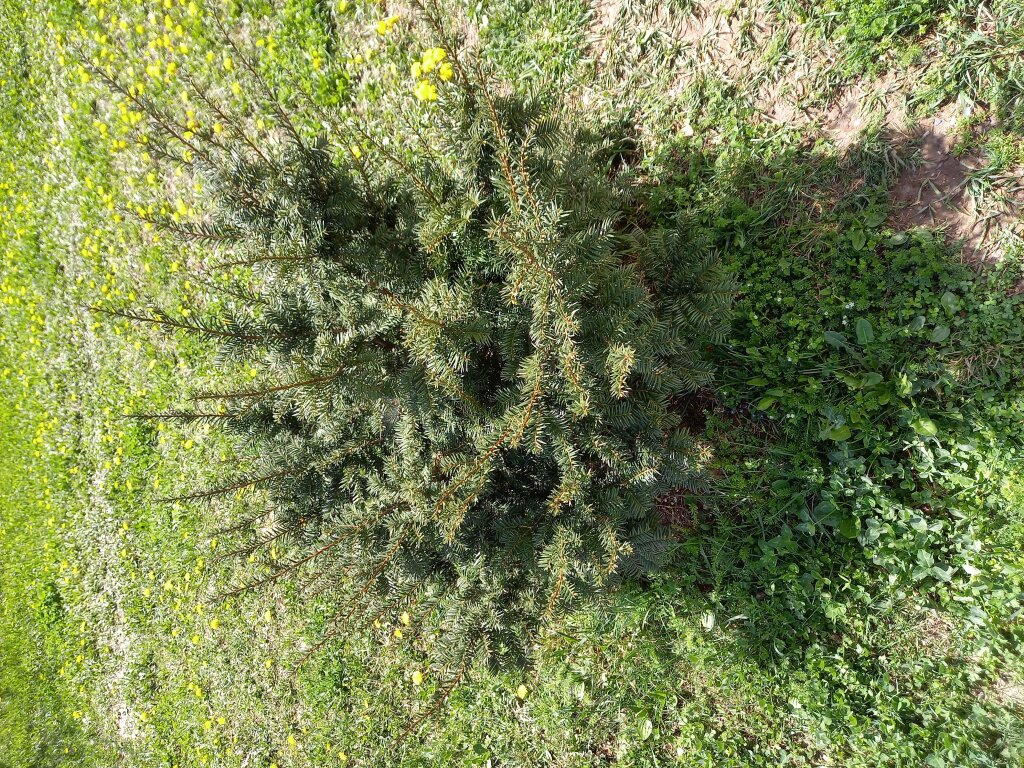 Иджеван: Гостевой дом Ijevan's Garden