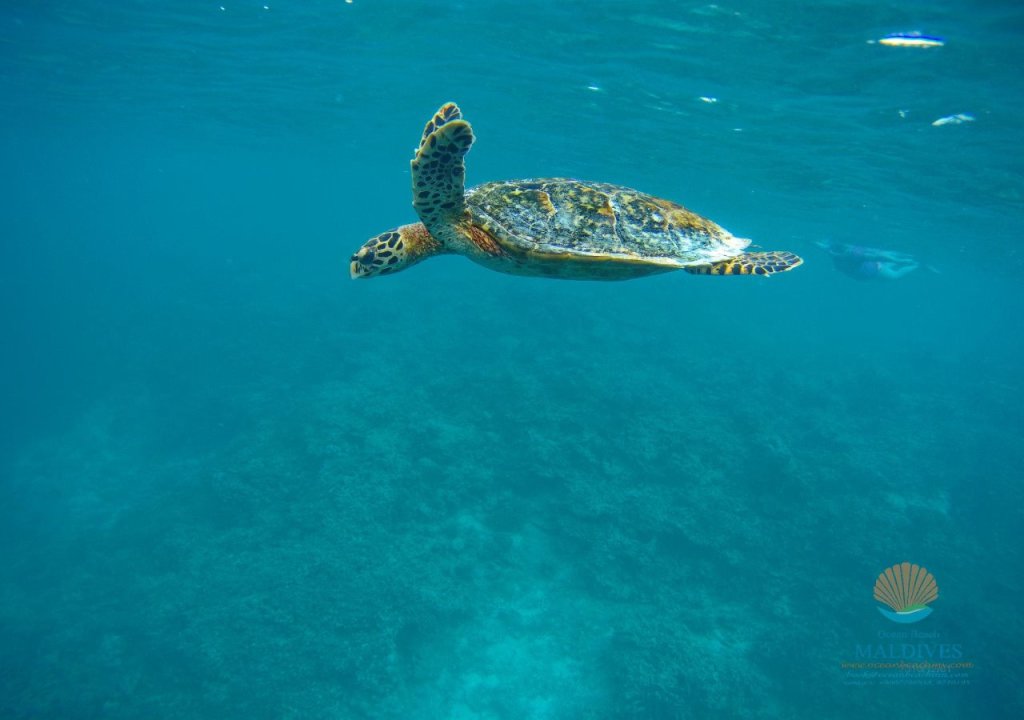 Атолл Алиф-Дхаалу: Ocean Beach Lodge - Maldives