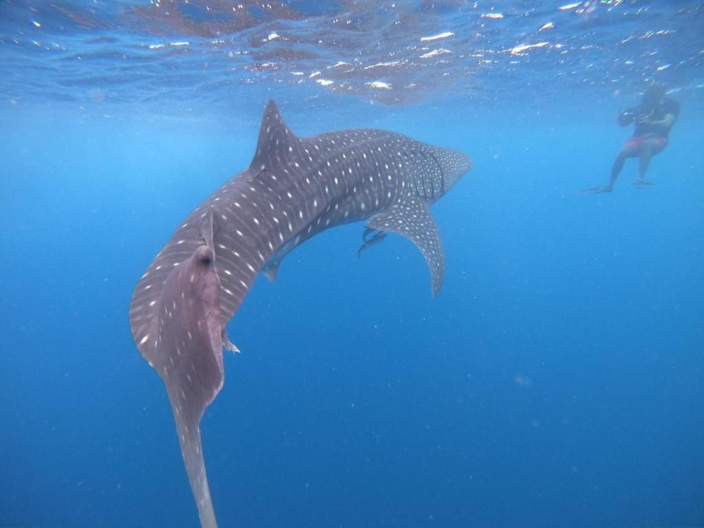 Атолл Алиф-Дхаалу: Hudhuveli Maldives
