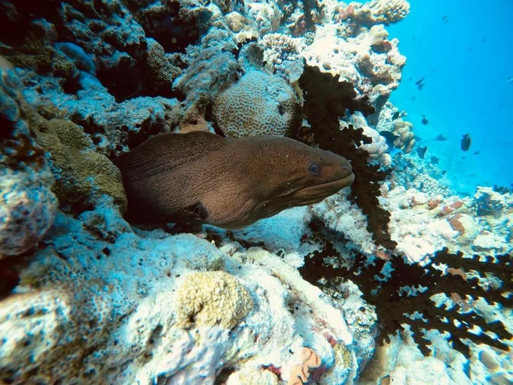 Атолл Алиф-Дхаалу: Hudhuveli Maldives