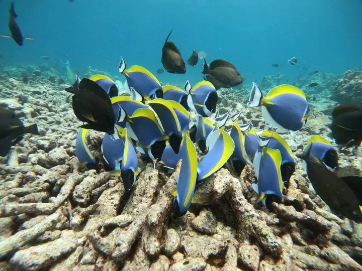Атолл Алиф-Дхаалу: Hudhuveli Maldives
