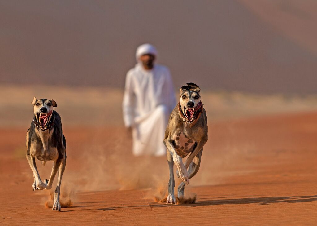 Оазис Лива: Royal Pavilion Villas by Qasr Al Sarab