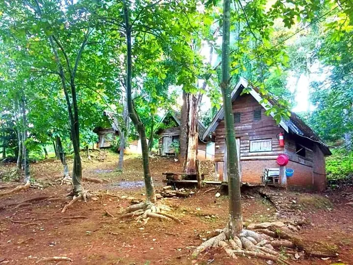 Jungle guest house — фото 2