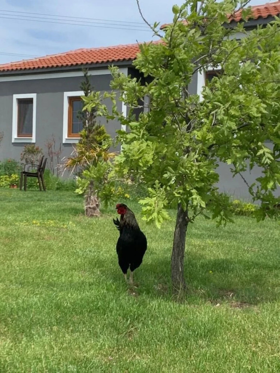 Бозджаада: Adayel Otel & Bağ Evi