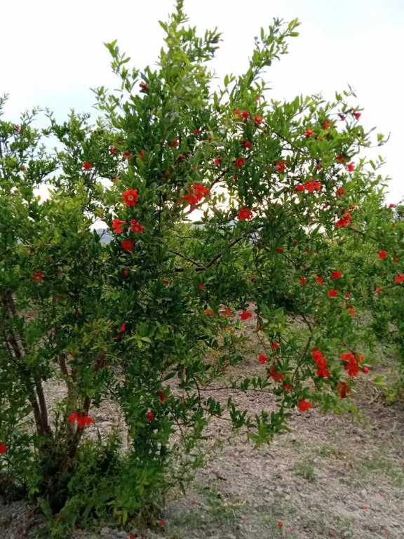 Дальян: Villa in a Pomagranate Orchard